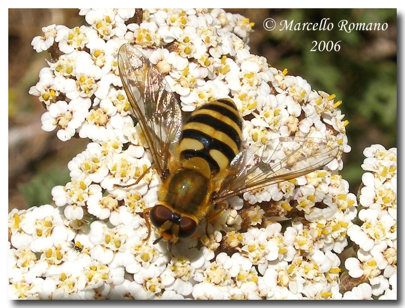 Syrphus cfr. ribesii (Diptera, Syrphidae)